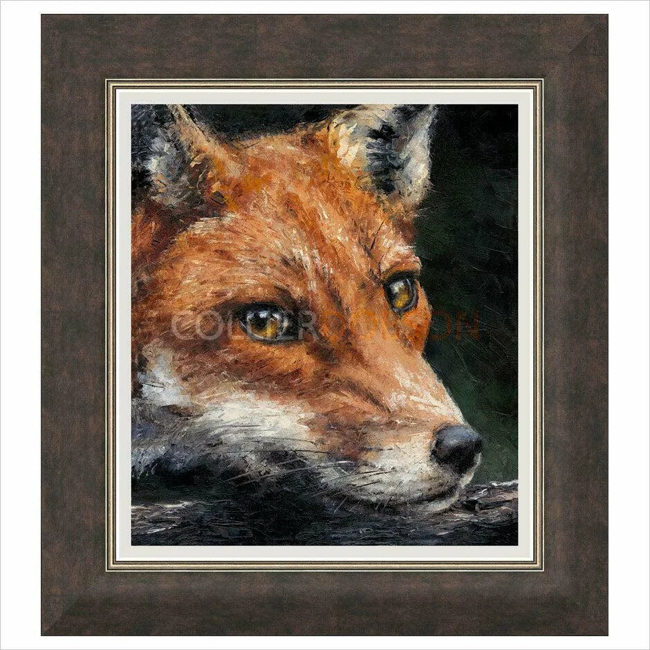 Red Fox Study Framed Limited Edition Print by Anthony Dobson