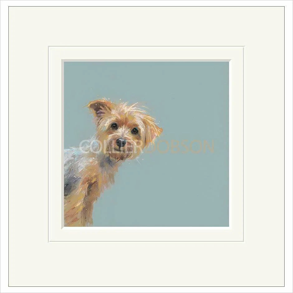 Yorkie Mounted Limited Edition Print by Nicky Litchfield
